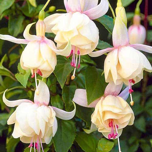 Fuchsie Annabel interface.art Bild 1 Fuchsie Annabel interface.image 1 interface.art 76692