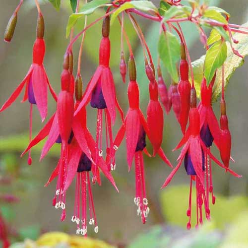 Fuchsie Riccartonii interface.art Bild 1 Fuchsie Riccartonii interface.image 1 interface.art 5599