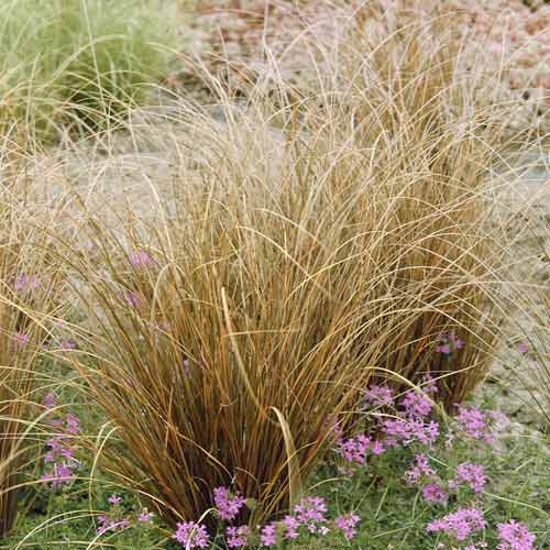 Fuchsrote Neuseeland Segge Red Rooster PBR, C3 interface.image 1 interface.art 8519