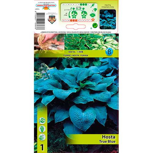 Funkie True Blue interface.art Bild 1 Funkie True Blue interface.image 1 interface.art 76279