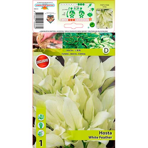 Funkie White Feather interface.art Bild 1 Funkie White Feather interface.image 1 interface.art 76619