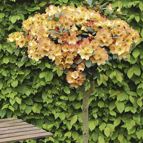 Gartenazalee Goldtopas, С6 interface.image 1 interface.art 7711