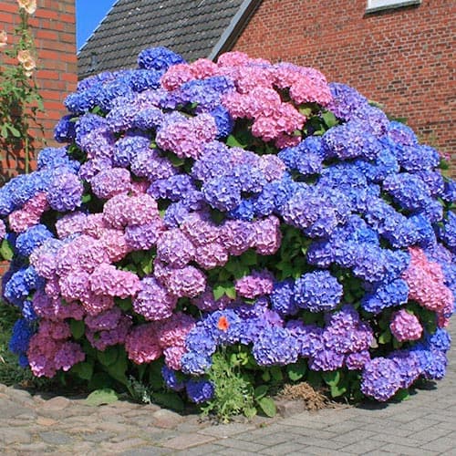 Gartenhortensie Bouquet Rose interface.art Bild 1 Gartenhortensie Bouquet Rose interface.image 1 interface.art 9030