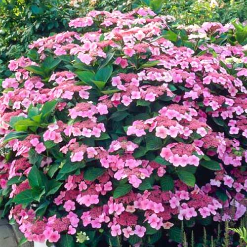 Gartenhortensie Mariesii Perfecta, C2 interface.art Bild 1 Gartenhortensie Mariesii Perfecta, C2 interface.image 1 interface.art 5867