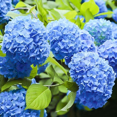Gartenhortensie Nikko Blue interface.art Bild 1 Gartenhortensie Nikko Blue interface.image 1 interface.art 9031