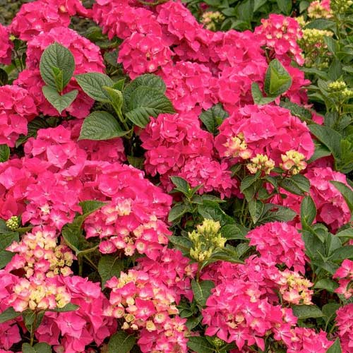 Gartenhortensie Pia, C2 interface.art Bild 1 Gartenhortensie Pia, C2 interface.image 1 interface.art 4727
