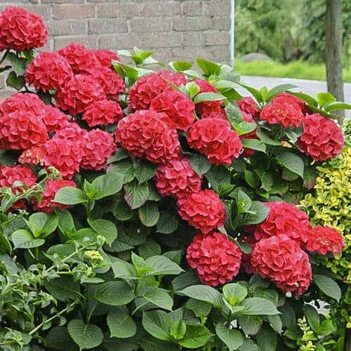 Gartenhortensie Red Miss Hepburn interface.art Bild 1 Gartenhortensie Red Miss Hepburn interface.image 1 interface.art 9032