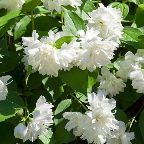 Gartenjasmin Manteau d'Hermine interface.art Bild 1 Gartenjasmin Manteau d'Hermine interface.image 1 interface.art 2038