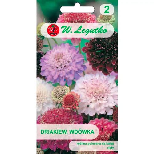 Gartenscabiose Wdowka mischung Legutko interface.image 1 interface.art 96698