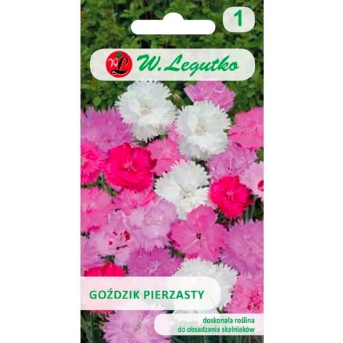 Gefleckte Nelke, mischung Legutko interface.image 1 interface.art 50102