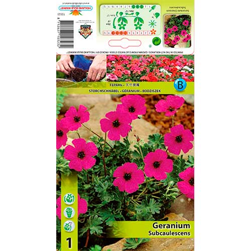 Geranie Subcaulescens interface.art Bild 1 Geranie Subcaulescens interface.image 1 interface.art 70393