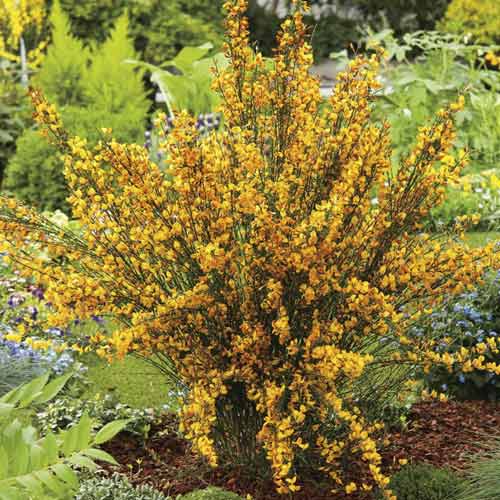 Ginster Apricot Gem, С2 interface.image 1 interface.art 8212