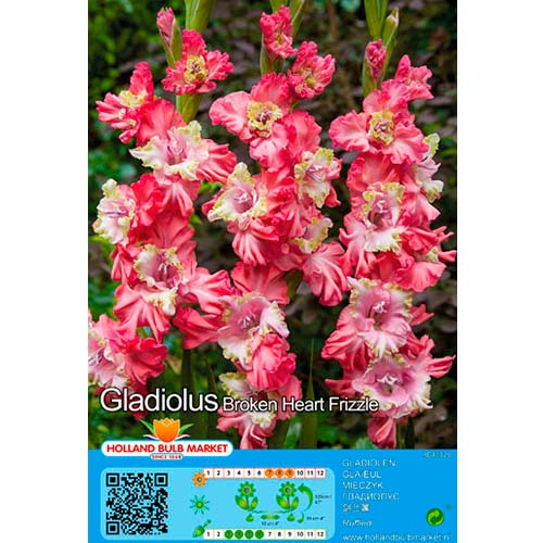 Gladiole Broken Heart Frizzle interface.art Bild 1 Gladiole Broken Heart Frizzle interface.image 1 interface.art 76441