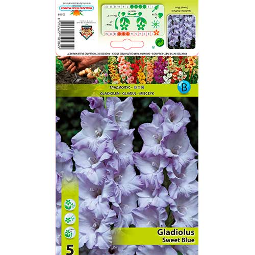 Gladiole Ruffled Sweet Blue interface.art Bild 1 Gladiole Ruffled Sweet Blue interface.image 1 interface.art 76254