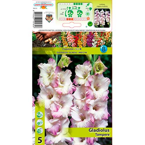 Gladiole Ruffled Tampere interface.art Bild 1 Gladiole Ruffled Tampere interface.image 1 interface.art 76255