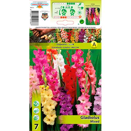 Gladiole Ruhhled, Farbmischung interface.art Bild 1 Gladiole Ruhhled, Farbmischung interface.image 1 interface.art 76249