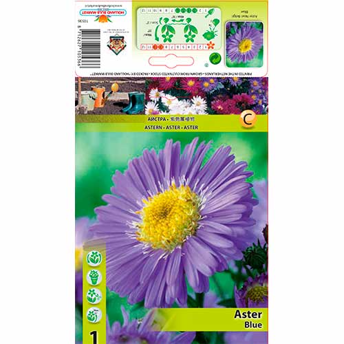 Glattblatt Aster Blue interface.art Bild 1 Glattblatt Aster Blue interface.image 1 interface.art 76174