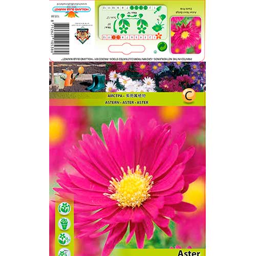 Glattblatt Aster Dark Pink interface.art Bild 1 Glattblatt Aster Dark Pink interface.image 1 interface.art 76175
