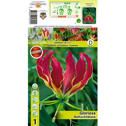 Gloriosa rothschildiana interface.art Bild 1 Gloriosa rothschildiana interface.image 1 interface.art 70406