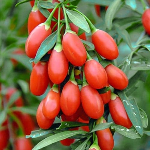 Gojibeere Big Berry, P9 interface.art Bild 1 Gojibeere Big Berry, P9 interface.image 1 interface.art 1582