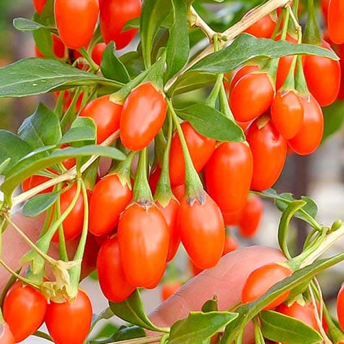 Gojibeere Korean Big, P9 interface.image 1 interface.art 9321