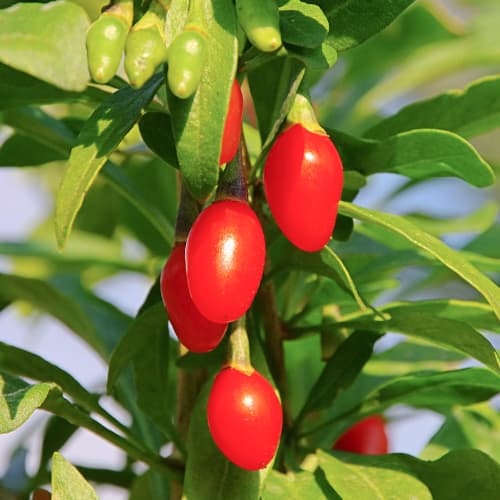 Gojibeere Sweet Berry, P9 interface.art Bild 1 Gojibeere Sweet Berry, P9 interface.image 1 interface.art 1583
