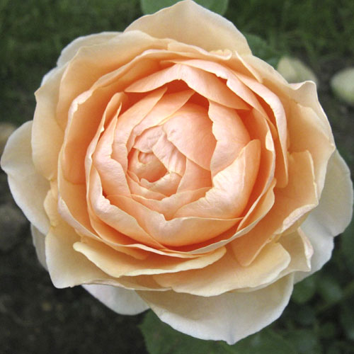 Edelrose Rosa Anna Fendi®, C5 interface.image 1 interface.art 5548