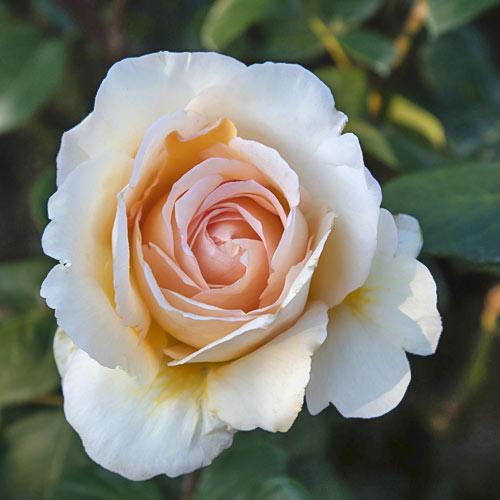 Edelrose Rosa Anna Fendi®, C5 interface.image 2 interface.art 5548