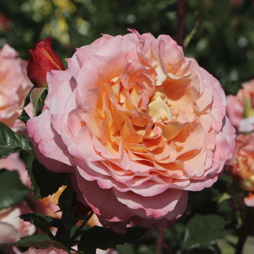 Edelrose Augusta Luise®, C3 interface.art Bild 1 Edelrose Augusta Luise®, C3 interface.image 1 interface.art 4561