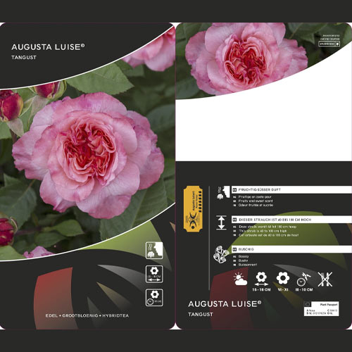 Edelrose Augusta Luise®, C3 interface.art Bild 2 Edelrose Augusta Luise®, C3 interface.image 2 interface.art 4561