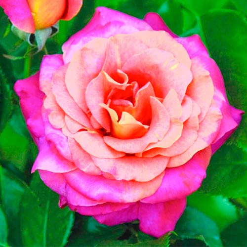 Großblütige Rose Belle Epoque®, C5 interface.image 1 interface.art 5527