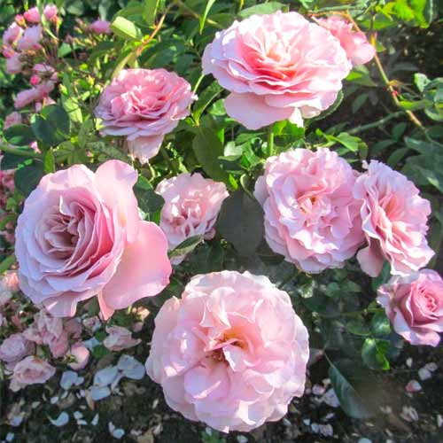 Großblütige Rose Blue Girl interface.image 1 interface.art 5519