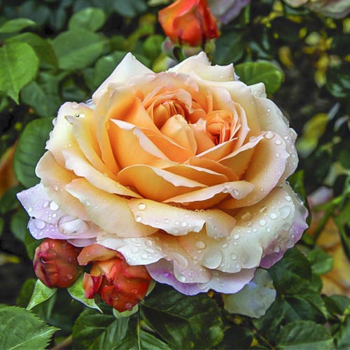 Edelrose Rosa Capri®, C5 interface.image 1 interface.art 5556