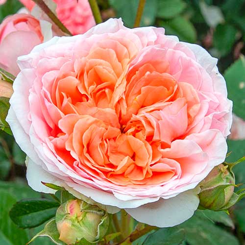 Großblütige Rose Chippendale® interface.image 1 interface.art 5557