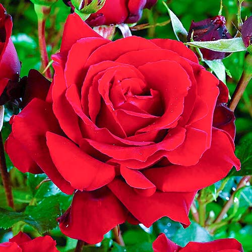 Edelrose Rosa Cygne Noir interface.art Bild 1 Edelrose Rosa Cygne Noir interface.image 1 interface.art 2266