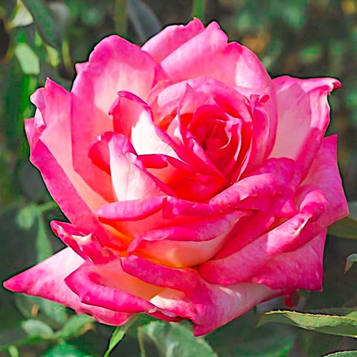 Rose Großblütige Desse interface.art Bild 1 Rose Großblütige Desse interface.image 1 interface.art 2268