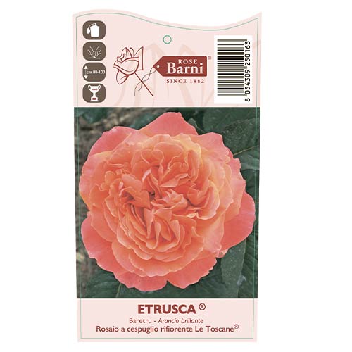 Edelrose Rosa Etrusca®, C5 interface.image 3 interface.art 5550