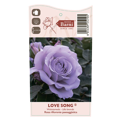 Beetrose Love Song®, C5 interface.art Bild 5 Beetrose Love Song®, C5 interface.image 5 interface.art 5545