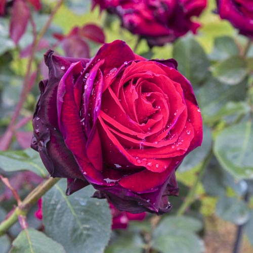 Edelrose Rosa Magia Nera®, C5 interface.image 2 interface.art 5533