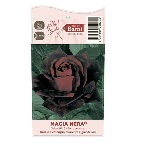 Edelrose Rosa Magia Nera®, C5 interface.image 4 interface.art 5533