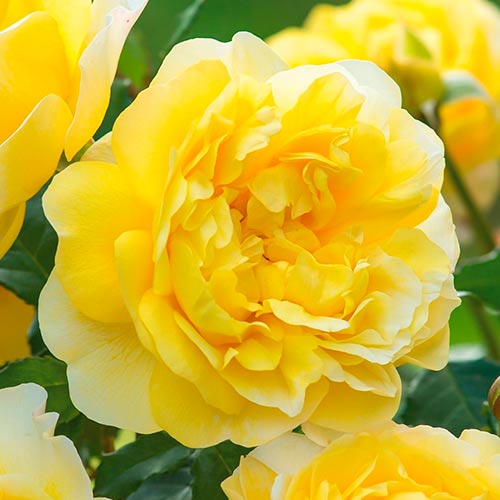 Großblütige Rose Old Gold interface.image 1 interface.art 3666