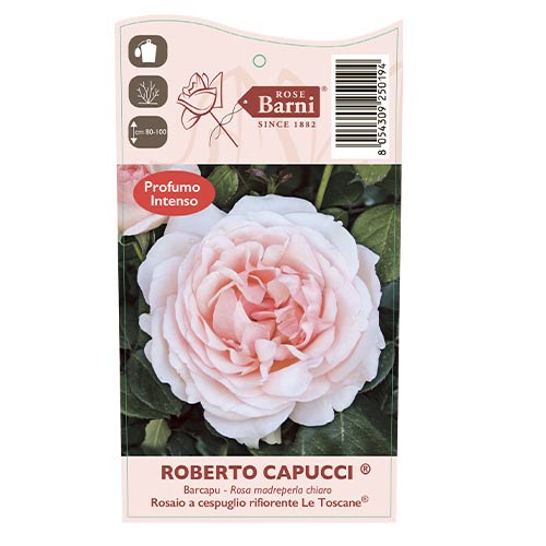 Edelrose Rosa Roberto Cappucci®, C5 interface.art Bild 5 Edelrose Rosa Roberto Cappucci®, C5 interface.image 5 interface.art 5551