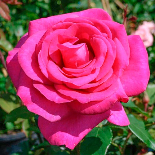 Großblütige Rose rosa interface.art Bild 1 Großblütige Rose rosa interface.image 1 interface.art 3623