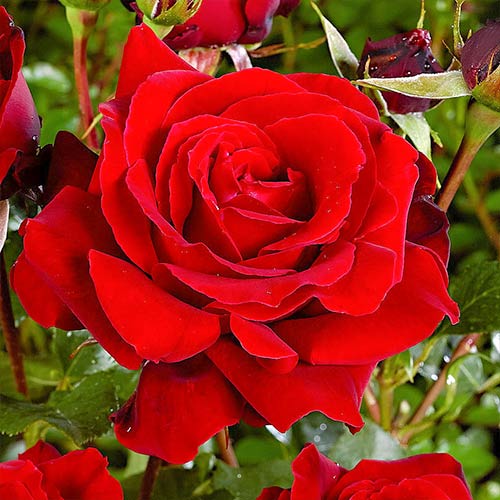 Großblütige Rose rot interface.art Bild 1 Großblütige Rose rot interface.image 1 interface.art 3625