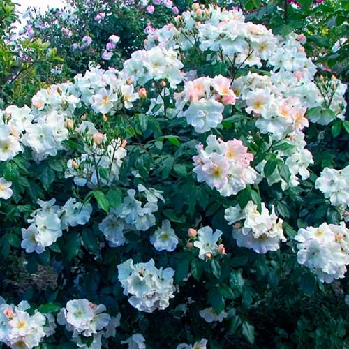 Großblütige Rose Sally Holmes®, C5 interface.image 1 interface.art 5546