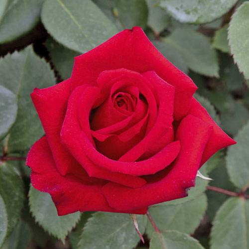 Edelrose Rosa Valentino®, C5 interface.image 1 interface.art 5539