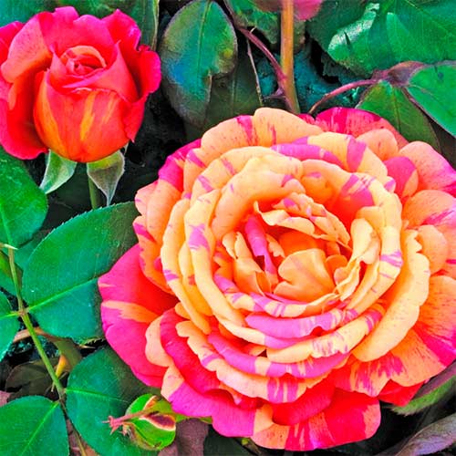 Großblütige Rose Variegata di Barni® interface.art Bild 1 Großblütige Rose Variegata di Barni® interface.image 1 interface.art 5540
