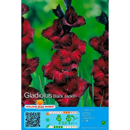 Großblumige Gladiole Black Jack interface.art Bild 1 Großblumige Gladiole Black Jack interface.image 1 interface.art 70464