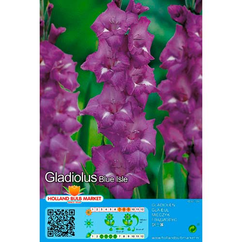 Großblumige Gladiole Blue Isle interface.art Bild 1 Großblumige Gladiole Blue Isle interface.image 1 interface.art 76439