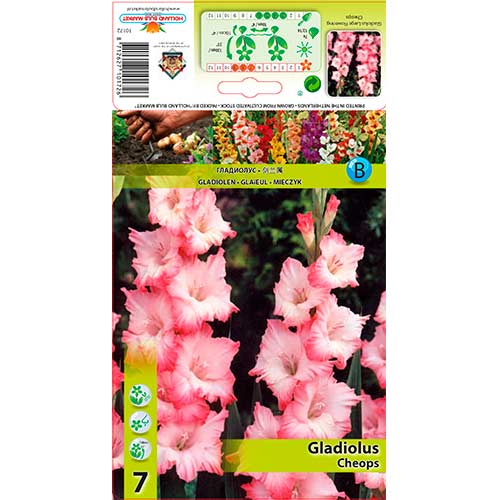 Großblumige Gladiole Cheops interface.art Bild 1 Großblumige Gladiole Cheops interface.image 1 interface.art 76245